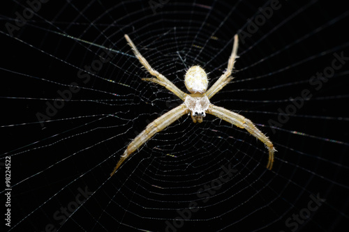 Spider on area wildlife sanctuary in Thailand.