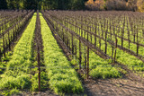 Wine grape vines with grass between rows