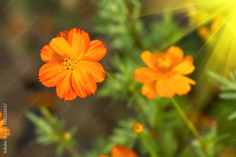 Beautiful spring flowers Beautiful spring flowers