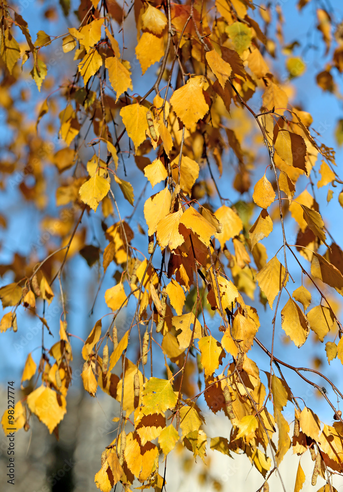 Beautiful yellow leaves Beautiful yellow leaves