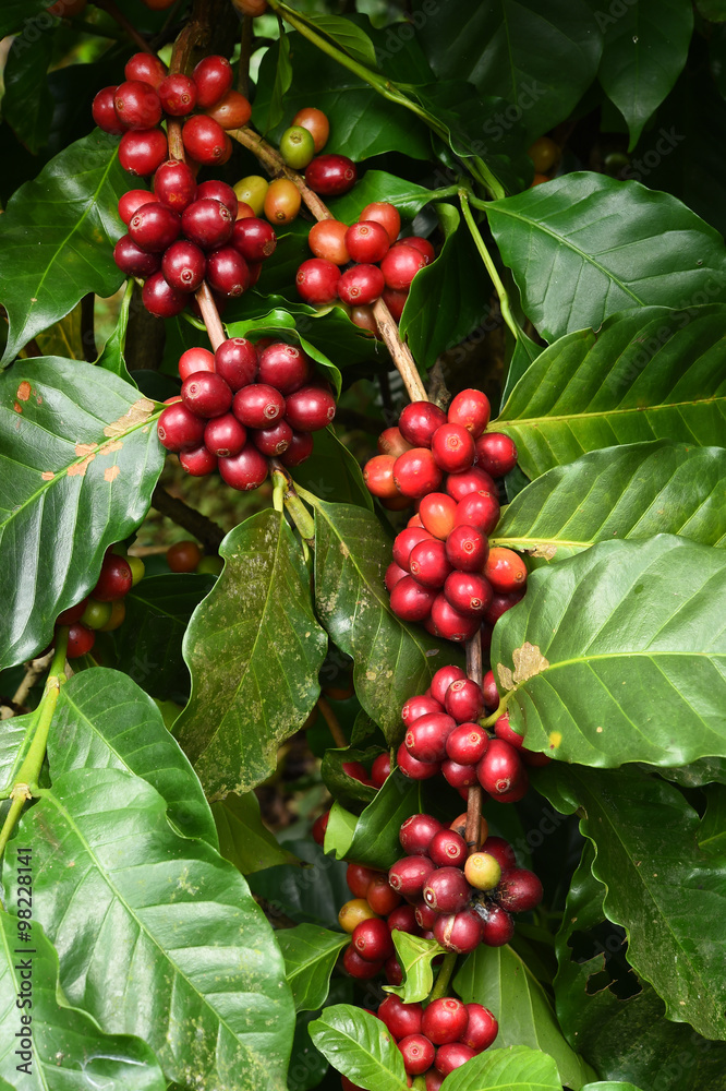 Obraz premium Coffee beans ripening on a tree.