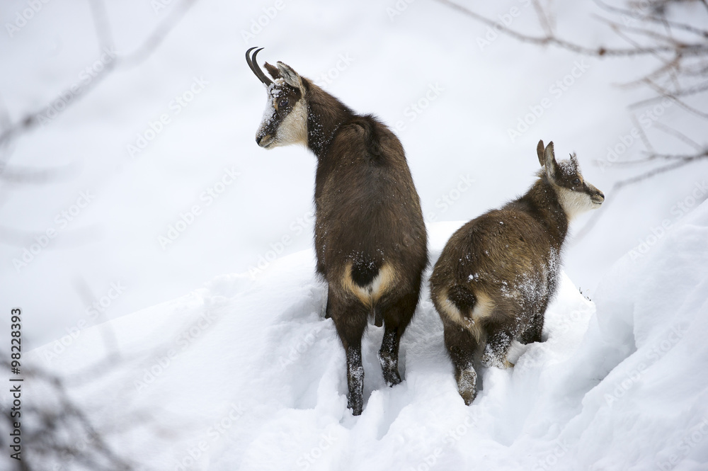 chamois femelle et son jeune en hiver dans les alpes chamois femelle et son jeune en hiver dans les alpes