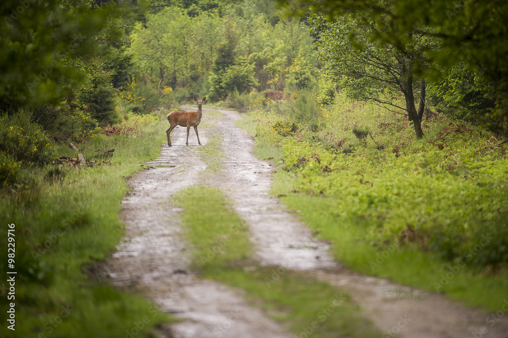 Fototapeta premium biche qui traverse un chemin forestier