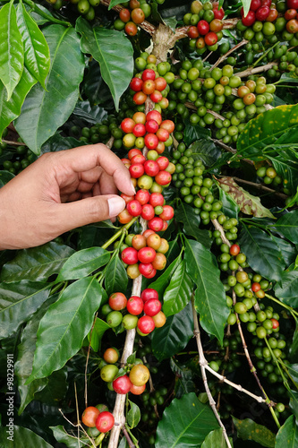 close up hand keep coffee beans for harvesting 