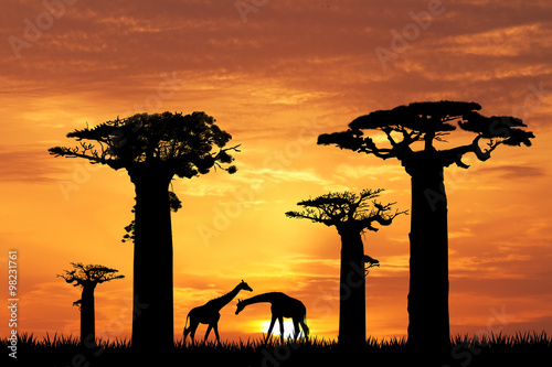 Leinwand Poster baobab silhouette at sunset