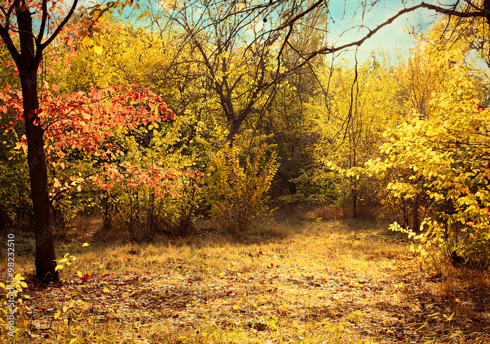 Obraz premium Beautiful autumnal park