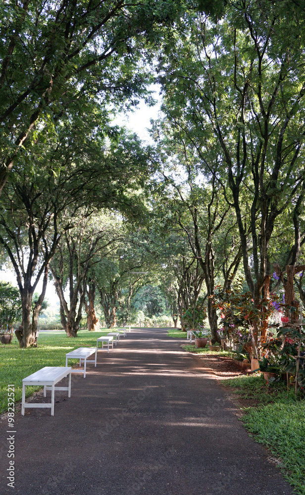 Obraz premium road with tree tunnel