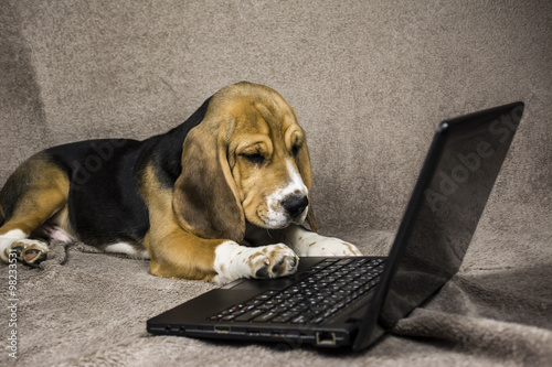 Beagle puppy looking laptop