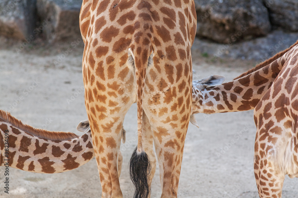 Girafe allaitant ses petits