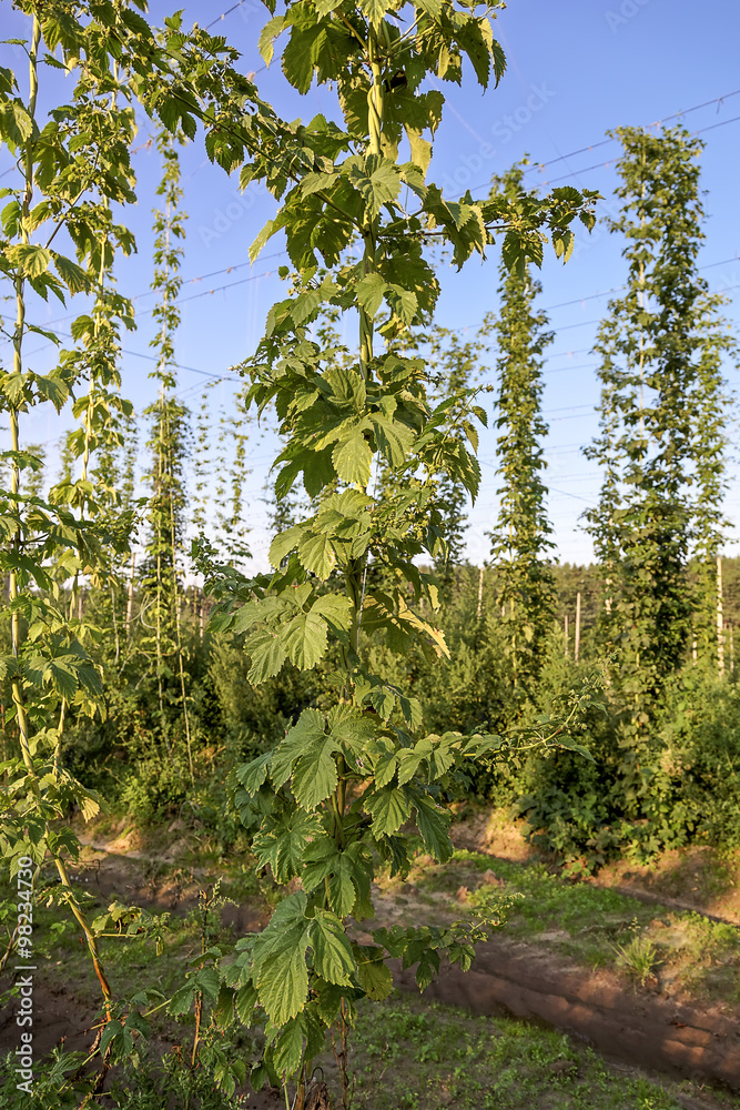 Plantation of hops against the blue sky Plantation of hops against the blue sky