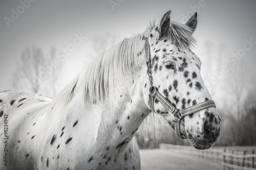 Portrait of horse in black and white