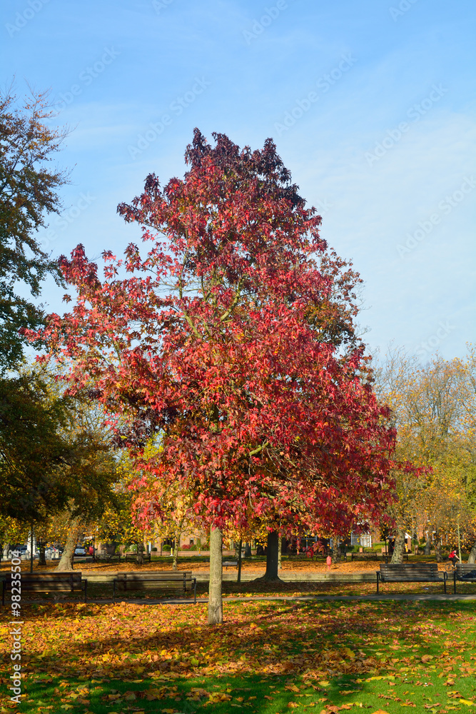 Naklejka premium Bright vibrant color sweetgum tree (Liquidambar styraciflua) lea