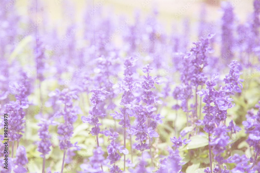Obraz premium Vintage flower background