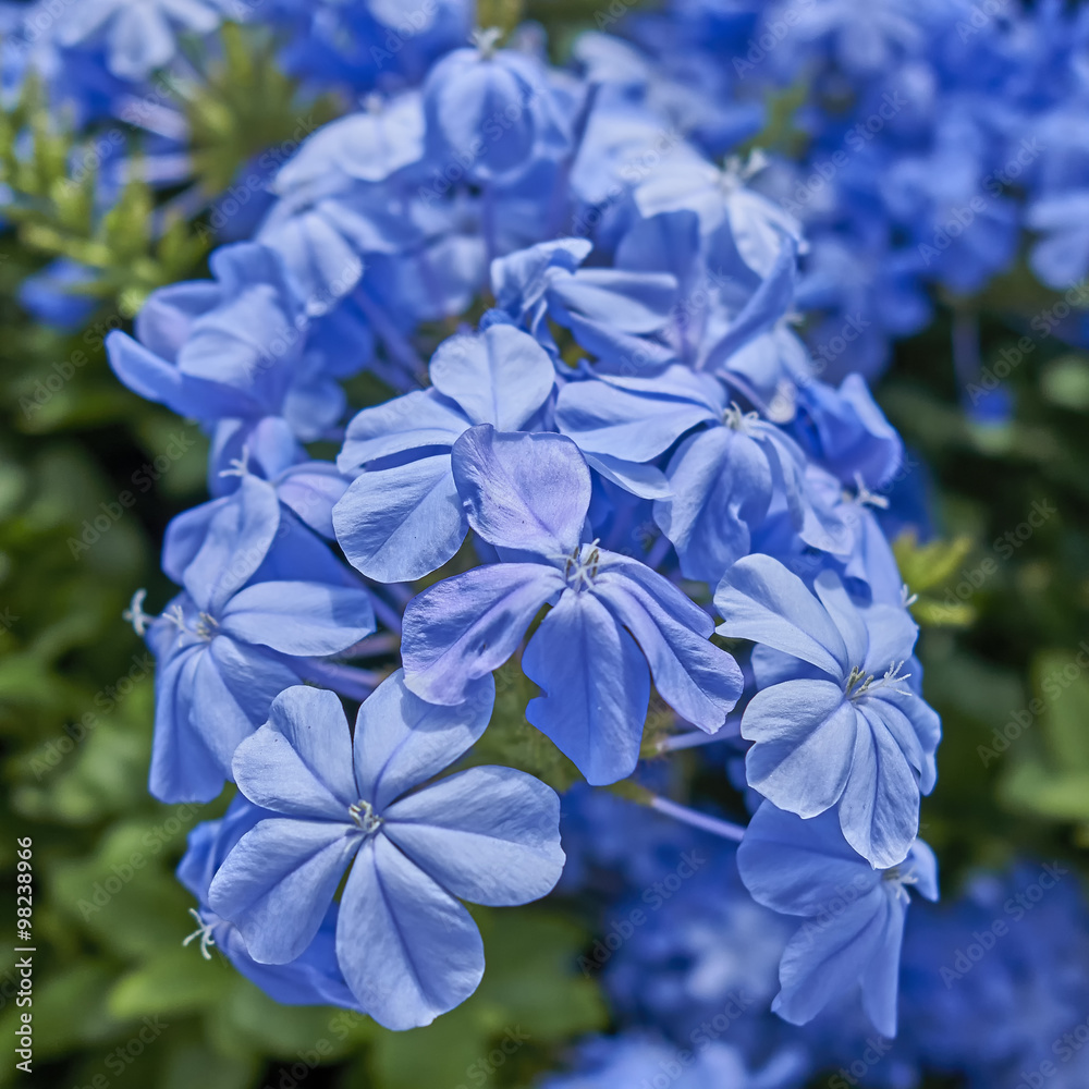dark blue jasmine flowers natural bouquet close-up
