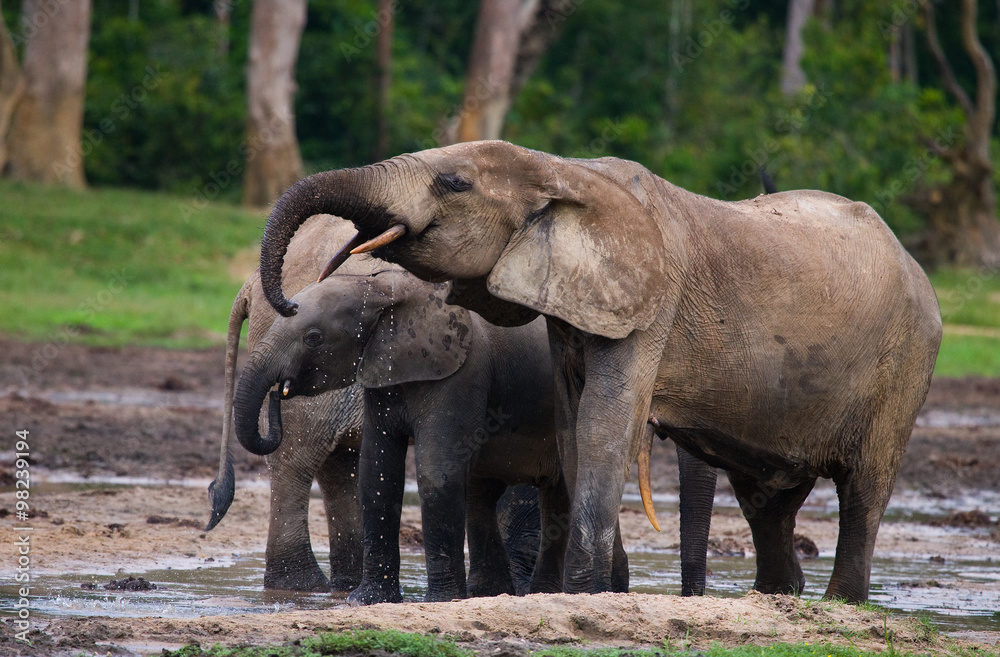 Fototapeta premium Group of forest elephants in the forest edge. Republic of Congo. Dzanga-Sangha Special Reserve. Central African Republic. An excellent illustration.
