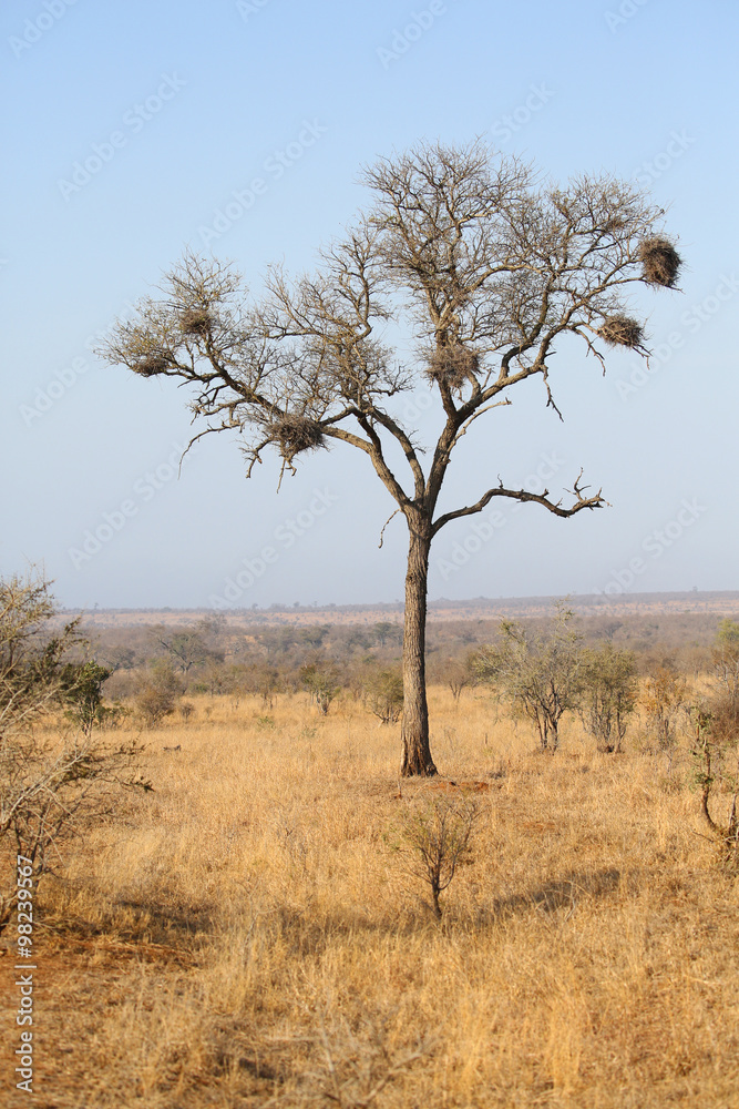 beautiful landscape in Kruger National Park. beautiful landscape in Kruger National Park.