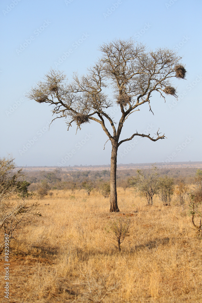 beautiful landscape in Kruger National Park.