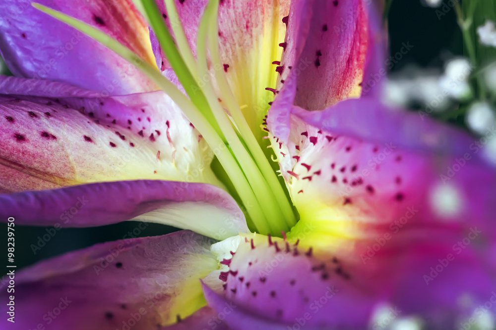 Heart of pink lily Heart of pink lily