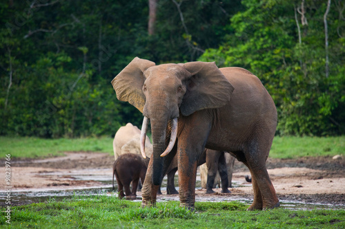 Female elephant with a baby. Central African Republic. Republic of Congo. Dzanga-Sangha Special Reserve.  An excellent illustration.