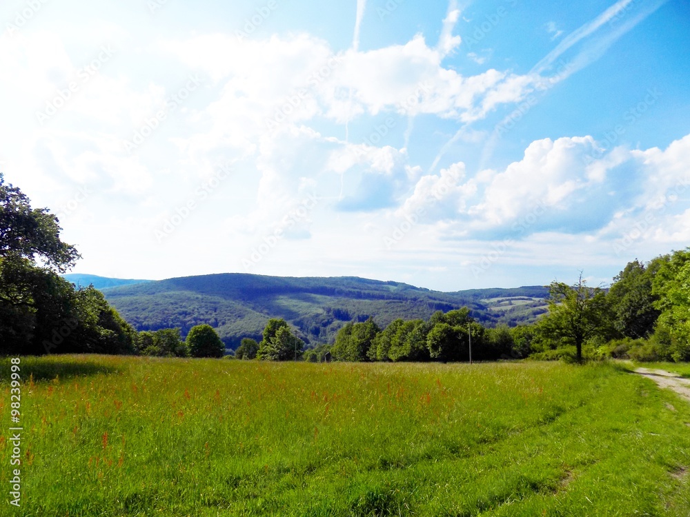 Meadow, forest and sky