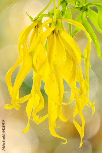 Fototapeta Naklejka Na Ścianę i Meble -  ylang-ylang