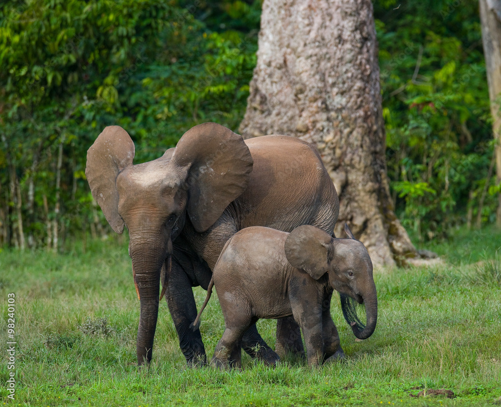 Fototapeta premium Female elephant with a baby. Central African Republic. Republic of Congo. Dzanga-Sangha Special Reserve. An excellent illustration.