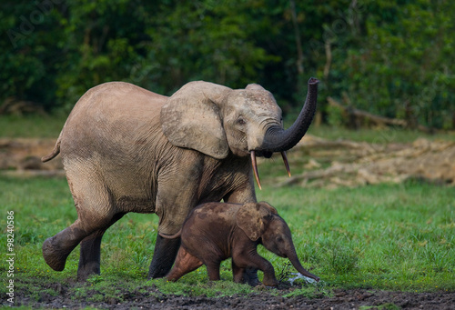 Female elephant with a baby. Central African Republic. Republic of Congo. Dzanga-Sangha Special Reserve. An excellent illustration.