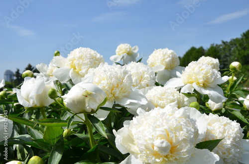 A lot of blooming white peony flowers  © alexphoto1293