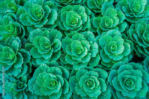 Green cabbage in the vegetable garden