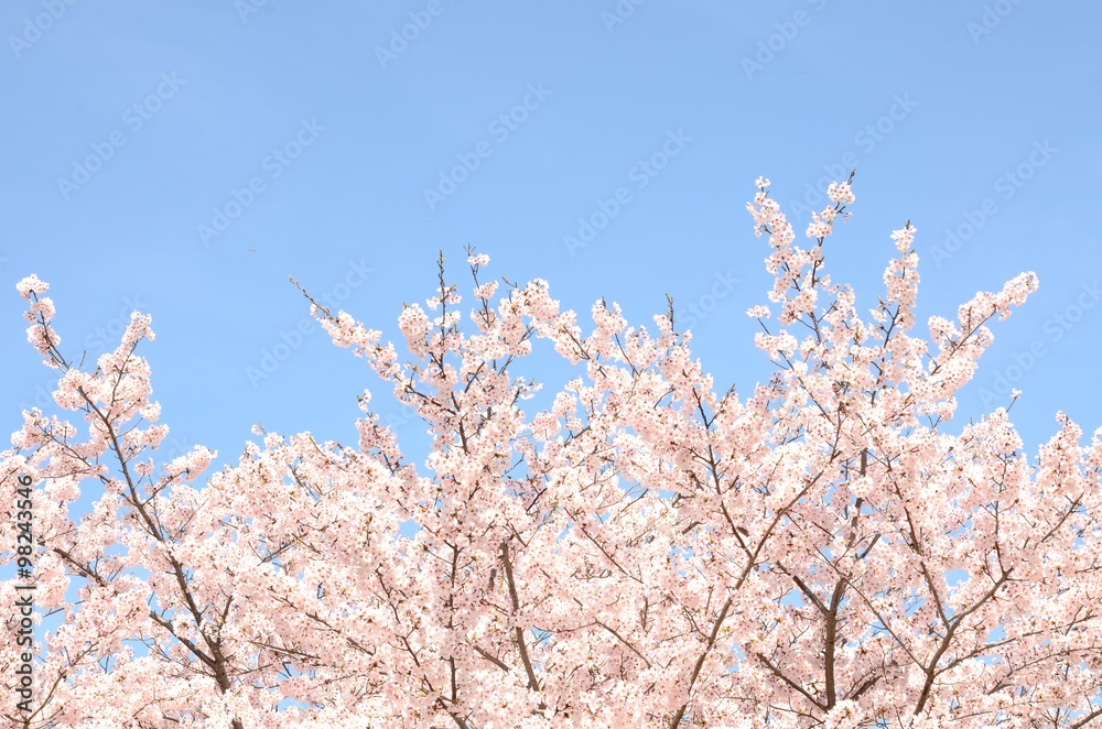 桜の花 青空背景 桜の花 青空背景