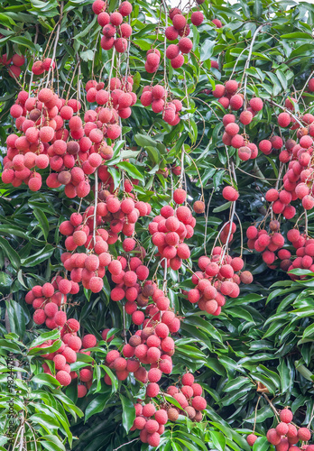 letchis de la Réunion, grappes de fruits mûrs sur l'arbre 