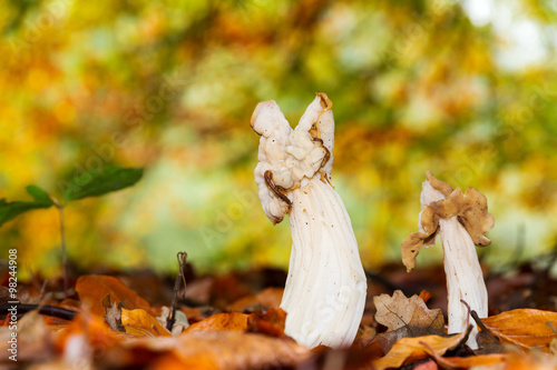 Canvas Print Helvella Crispa, commonly known as elfin saddles, in the autumn forest in the Ne