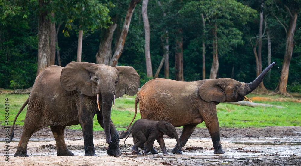 Fototapeta premium Group of forest elephants in the forest edge. Republic of Congo. Dzanga-Sangha Special Reserve. Central African Republic. An excellent illustration.