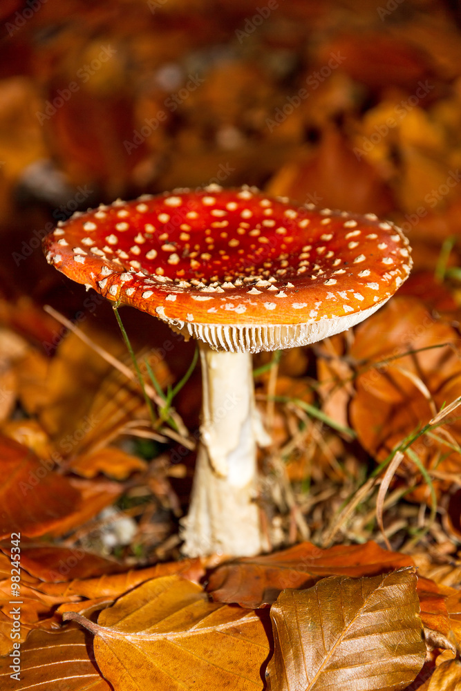 Red white spotted fly agaric, amanita, muscaria, in autumn Red white spotted fly agaric, amanita, muscaria, in autumn