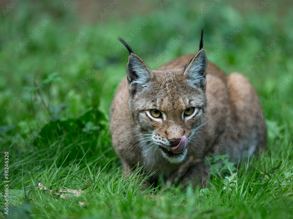 Fototapeta premium Auge in Auge mit dem Luchs