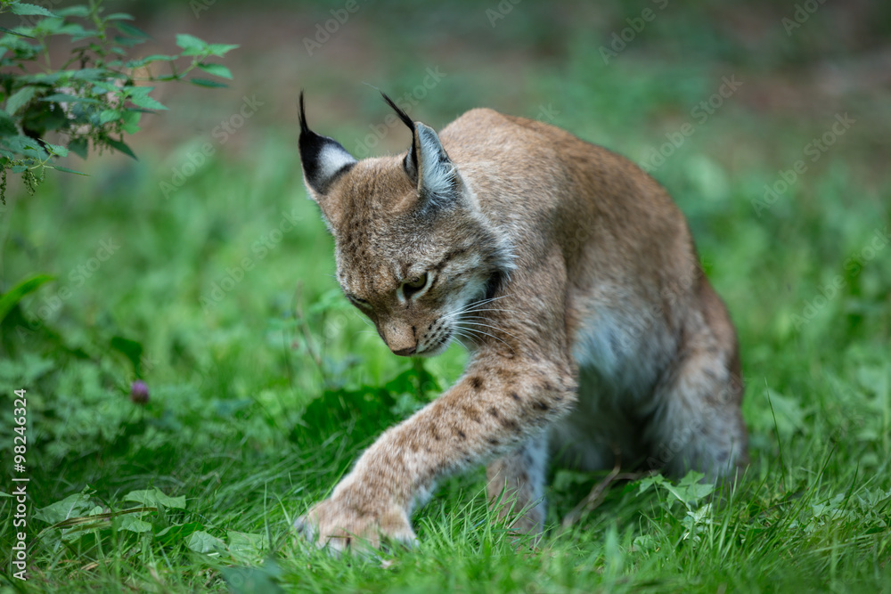 Fototapeta premium Auge in Auge mit dem Luchs