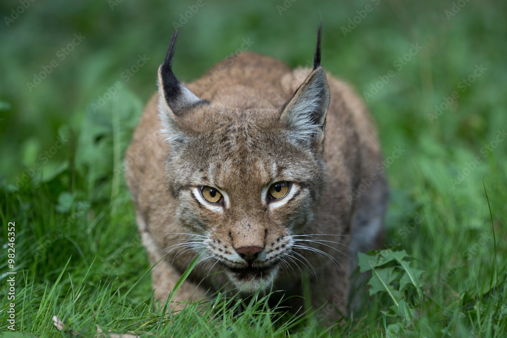 Fototapeta premium Auge in Auge mit dem Luchs