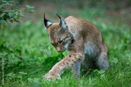 Auge in Auge mit dem Luchs photo