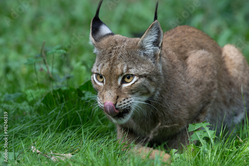 Auge in Auge mit dem Luchs