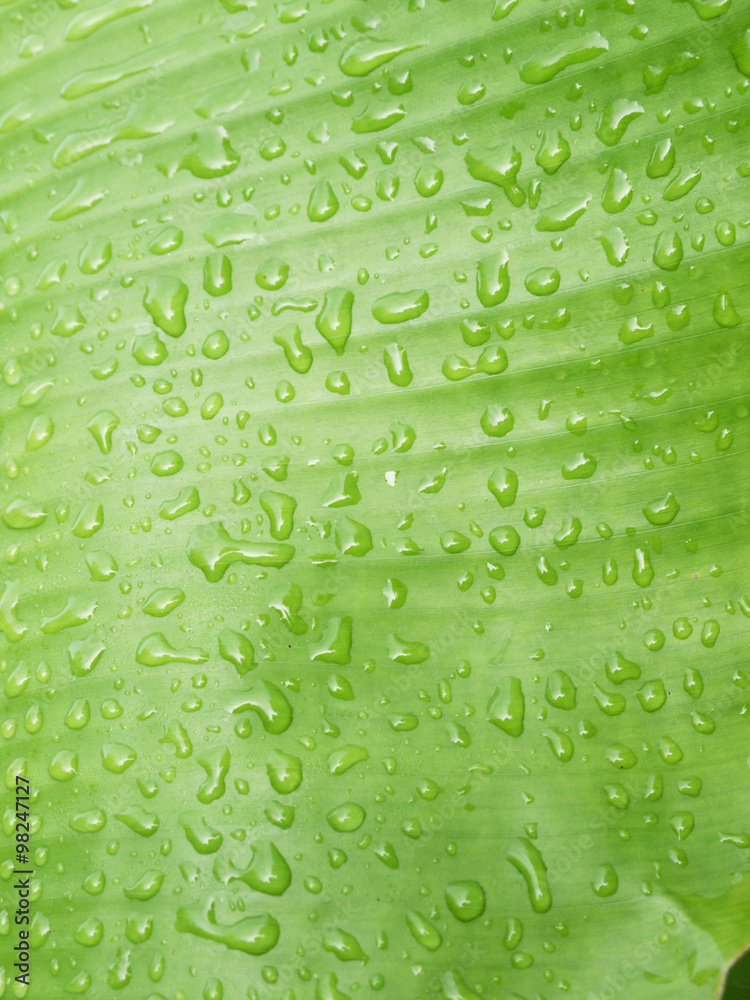 water drops on a Banana Leaves Background water drops on a Banana Leaves Background
