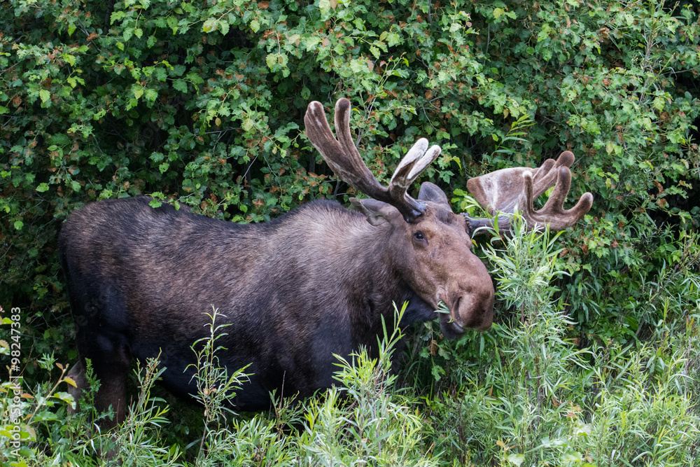 a bull moose with large velvet antlers browses on leafy willow twigs