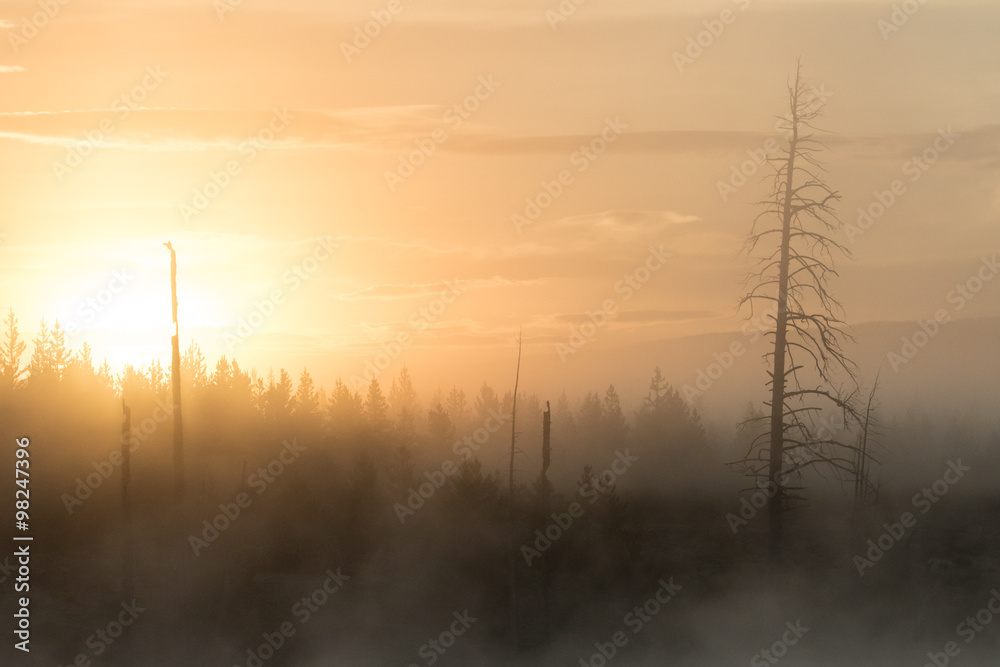 sun rises through the smoke and steam in a forest