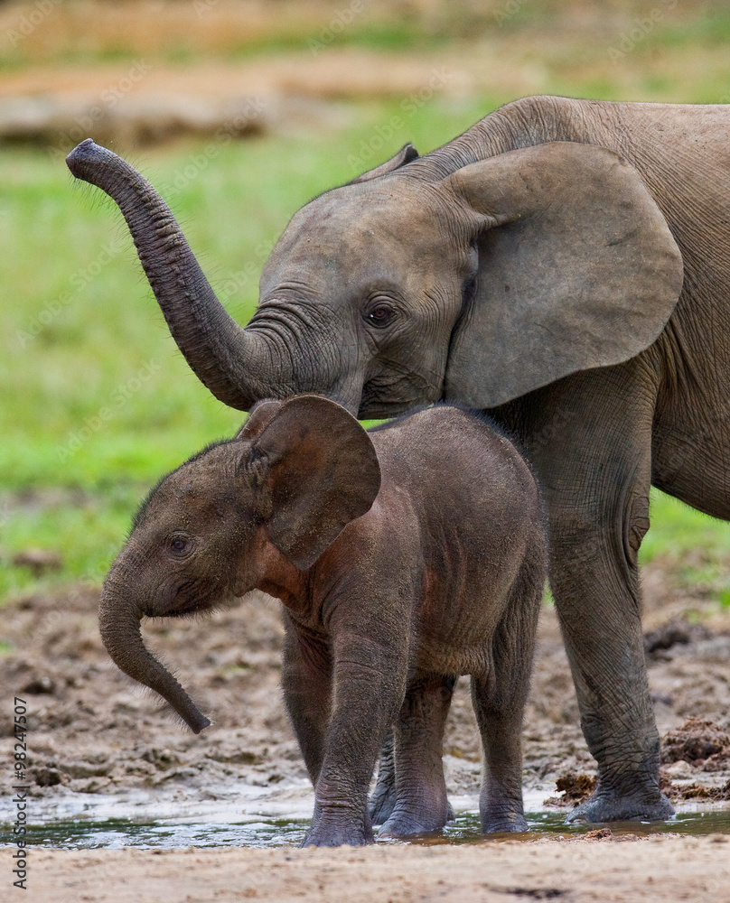 Obraz premium Female elephant with a baby. Central African Republic. Republic of Congo. Dzanga-Sangha Special Reserve. An excellent illustration.