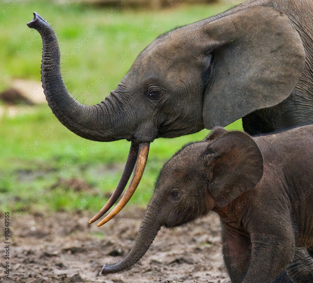 Obraz premium Female elephant with a baby. Central African Republic. Republic of Congo. Dzanga-Sangha Special Reserve. An excellent illustration.