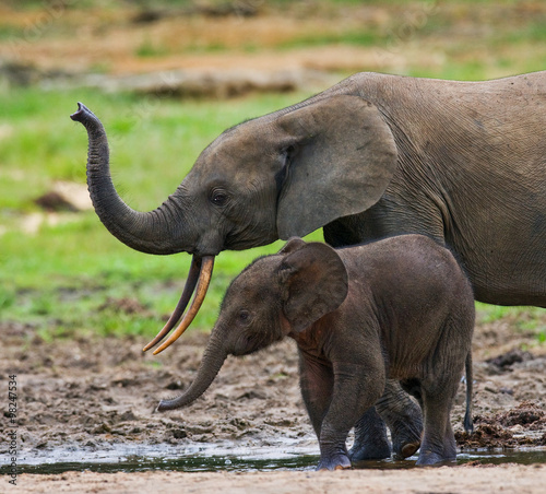 Female elephant with a baby. Central African Republic. Republic of Congo. Dzanga-Sangha Special Reserve.  An excellent illustration. © gudkovandrey