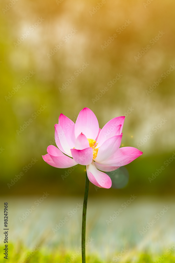 Beautiful lotus flower in blooming in garden under sunlight. Beautiful lotus flower in blooming in garden under sunlight.