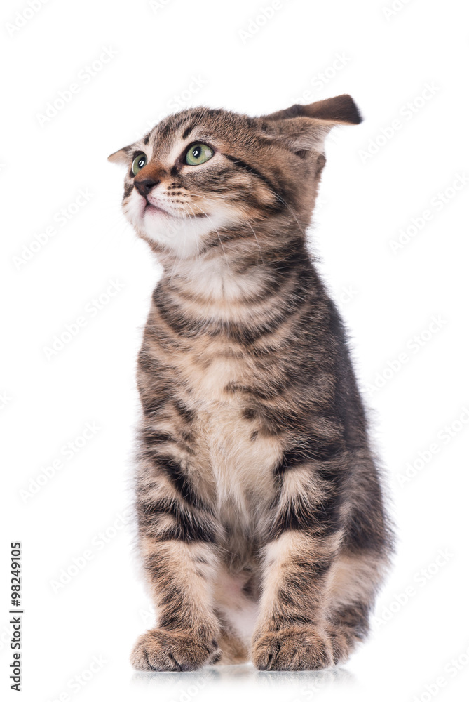 Obraz premium Cute siberian kitten