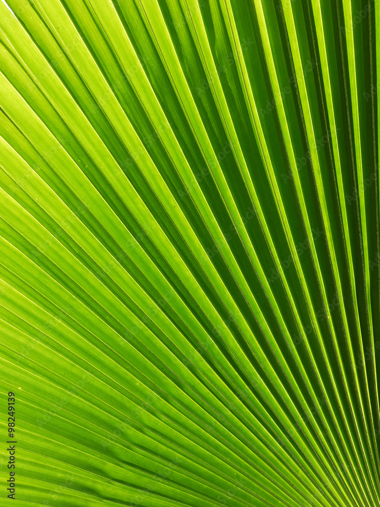 Obraz premium Texture of Green palm Leaf background