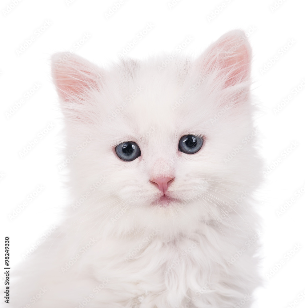Cute siberian kitten Cute siberian kitten