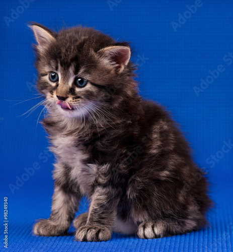 Cute siberian kitten